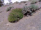 Astragalus hohenackeri