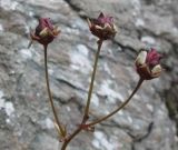 Micranthes melaleuca