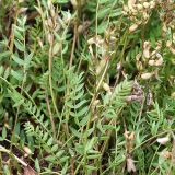 Oxytropis sordida. Побеги с молодыми бобами. Мурманская обл., Мончегорский городской округ, 3 км Ю-З села Имандра, берег оз. Имандра. 05.07.2010.