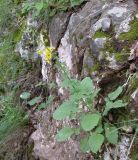 Verbascum levanticum