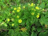 Potentilla multifida