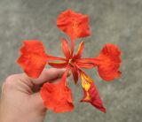 Delonix regia