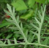 Artemisia tanacetifolia. Часть прикорневого листа (вид с обратной стороны). Архангельская обл., Холмогорский р-н, окр. пос. Усть-Пинега, крутой берег р. Пинега. 20.07.2013.