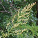 Artemisia vulgaris. Верхушка растения с соцветиями. Ростовская обл., Неклиновский р-н, Носовское с/п, балка Просяная. 28.07.2013.