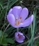 Colchicum autumnale. Раскрывающиеся цветки. Украина, Ивано-Франковская обл., Косовский р-н, с. Шешоры, НПП \"Гуцульщина\", окраина сада возле лесничества. 6 сентября 2013 г.