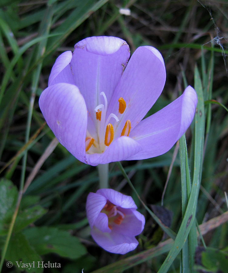 Изображение особи Colchicum autumnale.