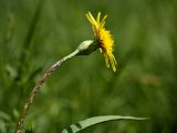 Scorzonera humilis. Верхняя часть цветоноса с соцветием. Ленинградская обл., пойма р. Луга у дер. Кемка. 13.06.2009.