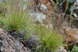 Tripogon chinensis. Дернина на валуне. Забайкальский край, Акшинский р-н, окр. с. Курулга. 16.08.2013.