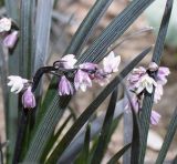 Ophiopogon planiscapus