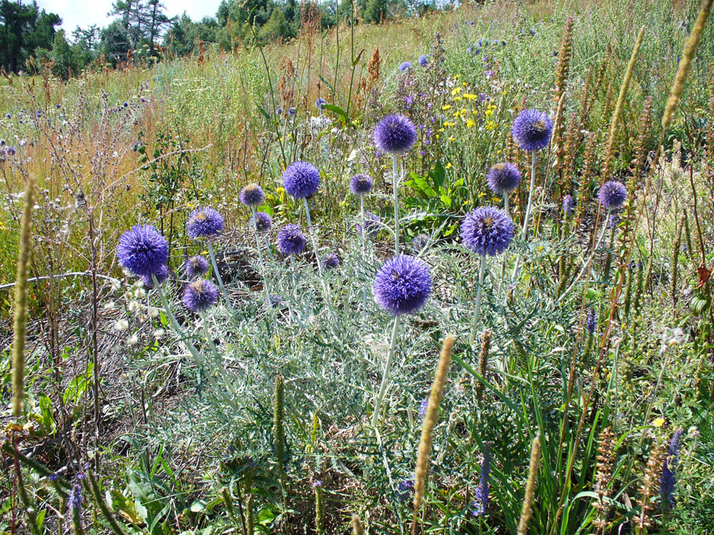 Изображение особи Echinops crispus.