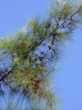 Casuarina equisetifolia. Ветвь с соплодиями. Турция, пров. Анталья, р-н Кемер, пос. Кириш, в озеленении. 11 сентября 2009 г.