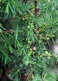Juniperus communis. Ветви с незрелыми шишкоягодами. Псковское озеро, остров Верхний. 14.06.2014.