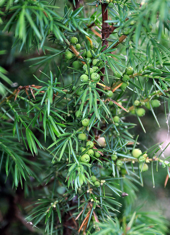 Изображение особи Juniperus communis.