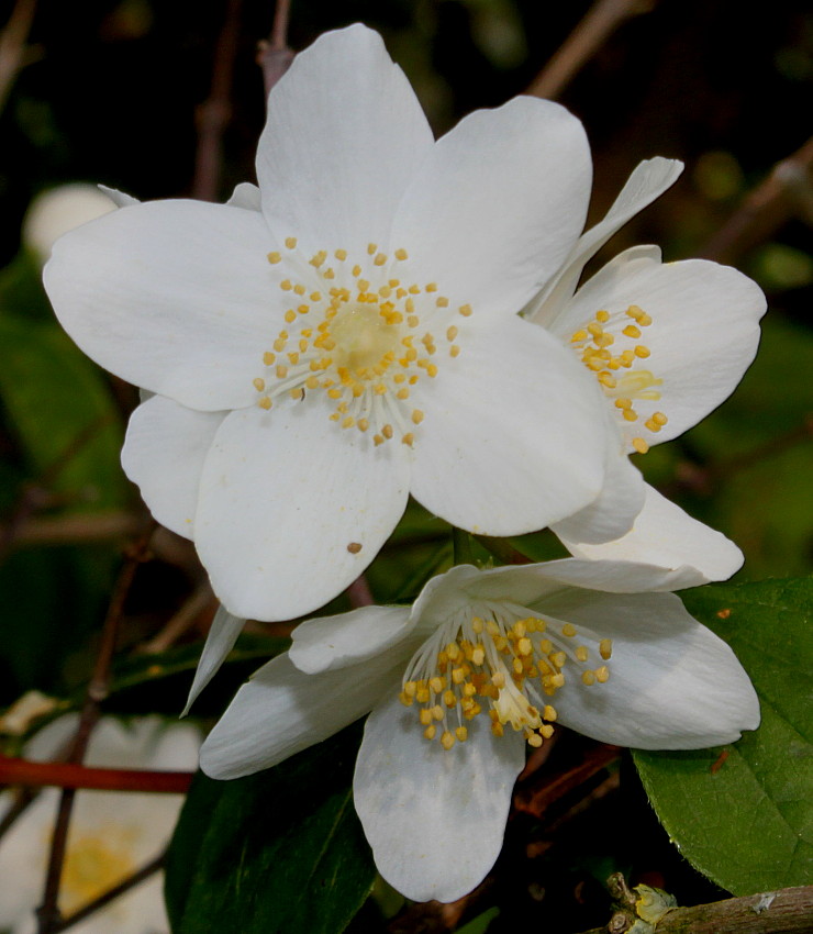 Изображение особи Philadelphus coronarius.