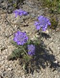 Scabiosa lachnophylla. Цветущее растение. Приморский край, Находкинский городской округ, окр. пос. Врангель, опушка сухого дубняка вблизи мыса Лисученко. 18.09.2014.