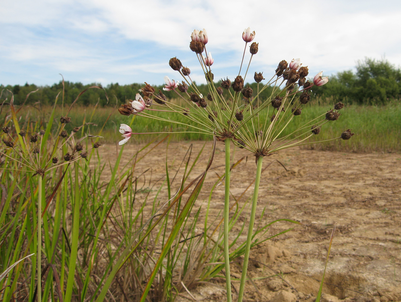 Изображение особи Butomus umbellatus.