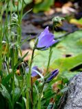 Campanula biebersteiniana. Верхушка цветущего растения. Карелия, п-ов Киндо, Беломорская биостанция МГУ, в культуре. 12.09.2009.