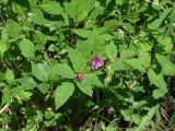 Vicia baicalensis