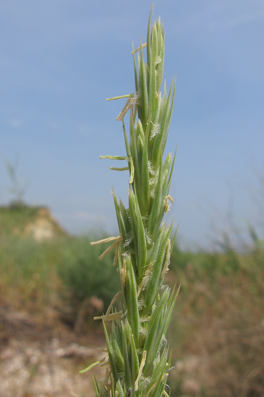 Изображение особи Leymus racemosus ssp. sabulosus.