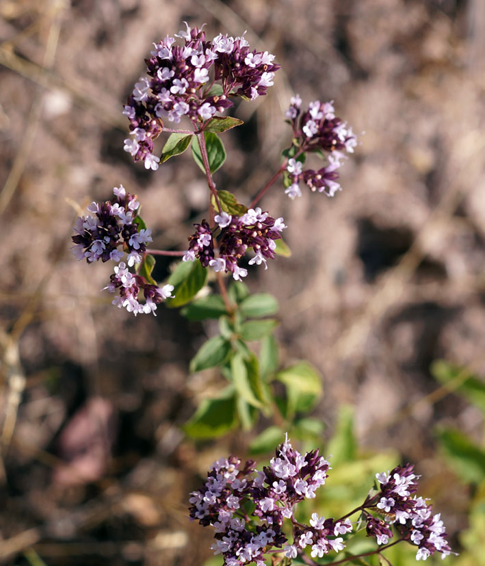 Изображение особи Origanum vulgare.