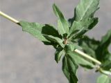 Atriplex tatarica