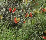 Hakea bucculenta