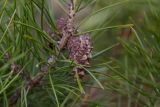 Pinus sylvestris