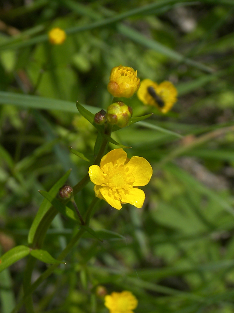 Изображение особи Ranunculus auricomus.