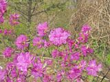 Rhododendron sichotense. Верхушка ветви с цветками. Владивосток, Ботанический сад-институт ДВО РАН. 5 мая 2016 г.