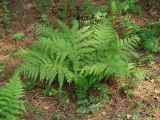 Athyrium monomachii