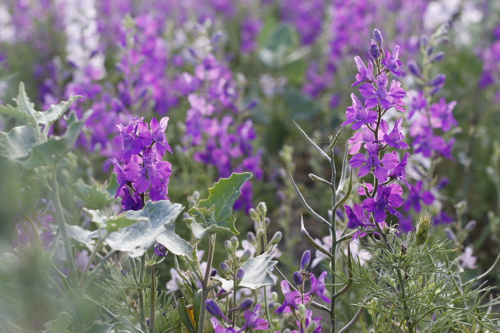 Изображение особи Delphinium hispanicum.