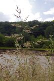 Calamagrostis pseudophragmites