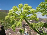 Archangelica brevicaulis. Соцветие. Южный Казахстан, Таласский Алатау, запов. Аксу-Жабаглы, урочище Каскабулак, выс. 3200 м н.у.м., моренные отложения. 16 июля 2017 г.