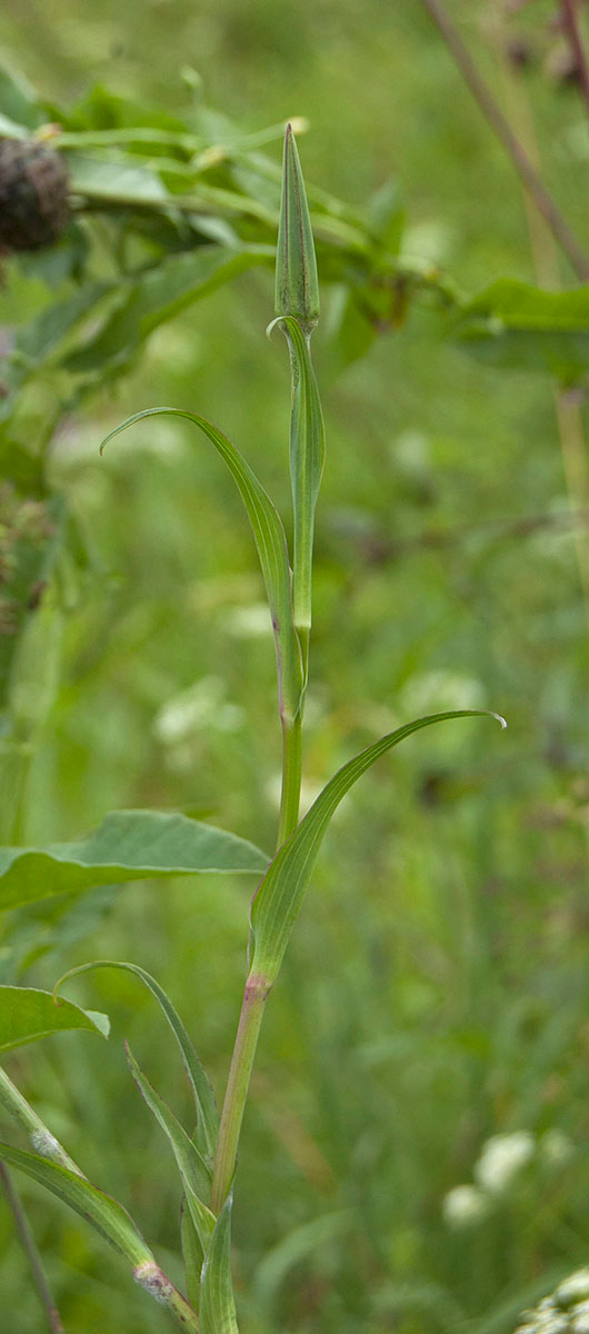 Изображение особи Tragopogon pratensis.