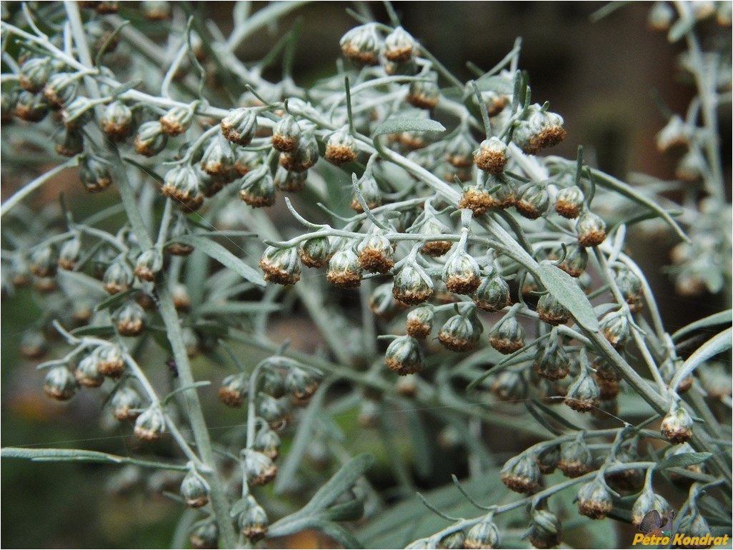 Изображение особи Artemisia absinthium.