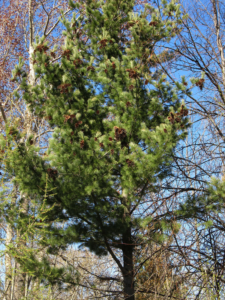 Изображение особи Pinus strobus.