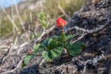 Rubus chamaemorus. Растение с созревающим плодом. Мурманская обл., Кольский р-н, окр. пос. Дальние Зеленцы; склон сопки западной экспозиции к востоку от Нижнего Экспериментального озера, зарастающая гарь на месте кустарничковой тундры. 03.08.2017.