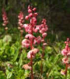 Pyrola incarnata