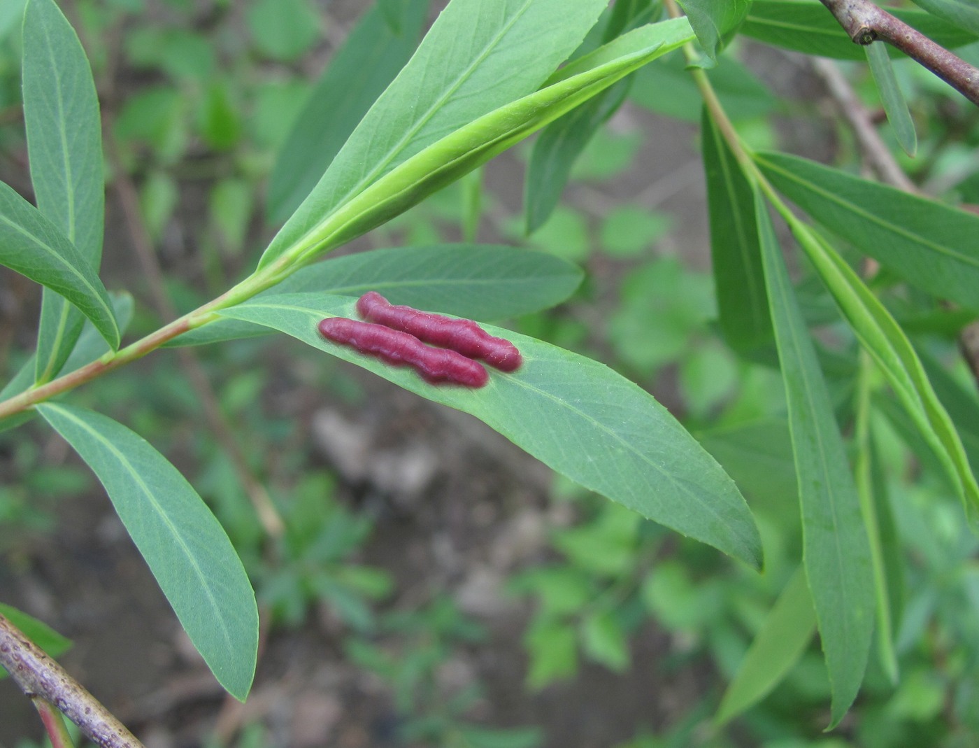 Изображение особи Salix elbursensis.