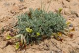 Astragalus dianthus