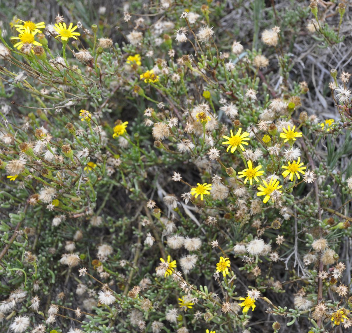 Изображение особи Limbarda crithmoides.