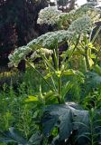 Heracleum dissectum. Верхушка цветущего растения. Красноярский край, Ермаковский р-н, природный парк \"Ергаки\", долина р. Тушканчик, ≈ 1200 м н.у.м., опушка хвойного леса. 13.07.2018.