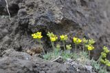 Draba rosularis. Цветущие растения. Турция, ил Ардахан, окр. крепости Шайтан-Калеси, скала из застывшей лавы. 15.04.2019.