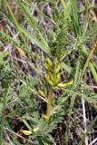 Astragalus turkestanus