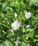 Malva neglecta