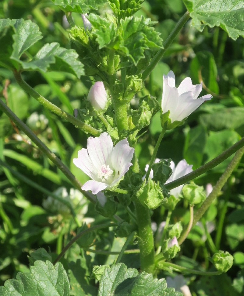 Изображение особи Malva neglecta.