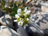 Cochlearia officinalis. Соцветие с цветками и бутонами. Магаданская обл., Ольский р-н, окр. пгт Ола, вблизи устья р. Ола, галечник. 10.07.2019.