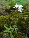 Arabis caucasica