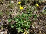 Potentilla nivea