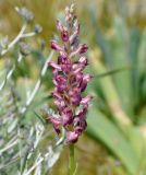 Anacamptis подвид fragrans